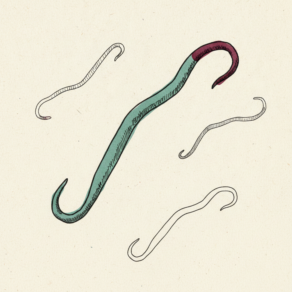 Ebola